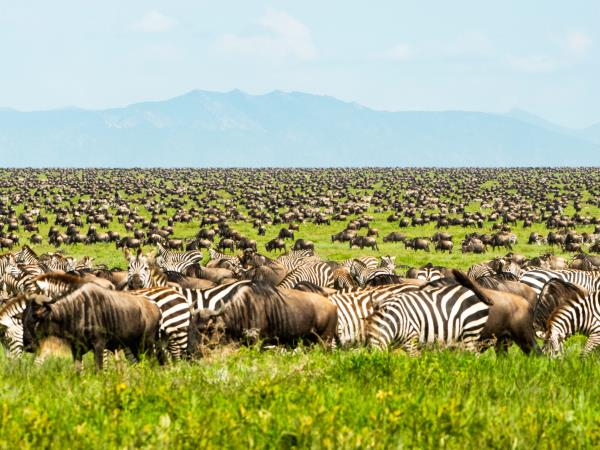Serengeti Wildebeest Migration Safaris