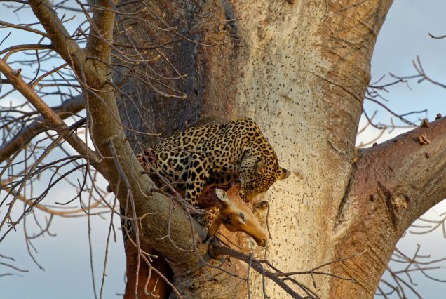 Best of Tanzania Private Safaris, Tanzania Budget Safari