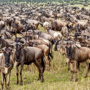 10-Day fly out Ultimate Safari  Great wildebeest  Migration the Northern Circuit